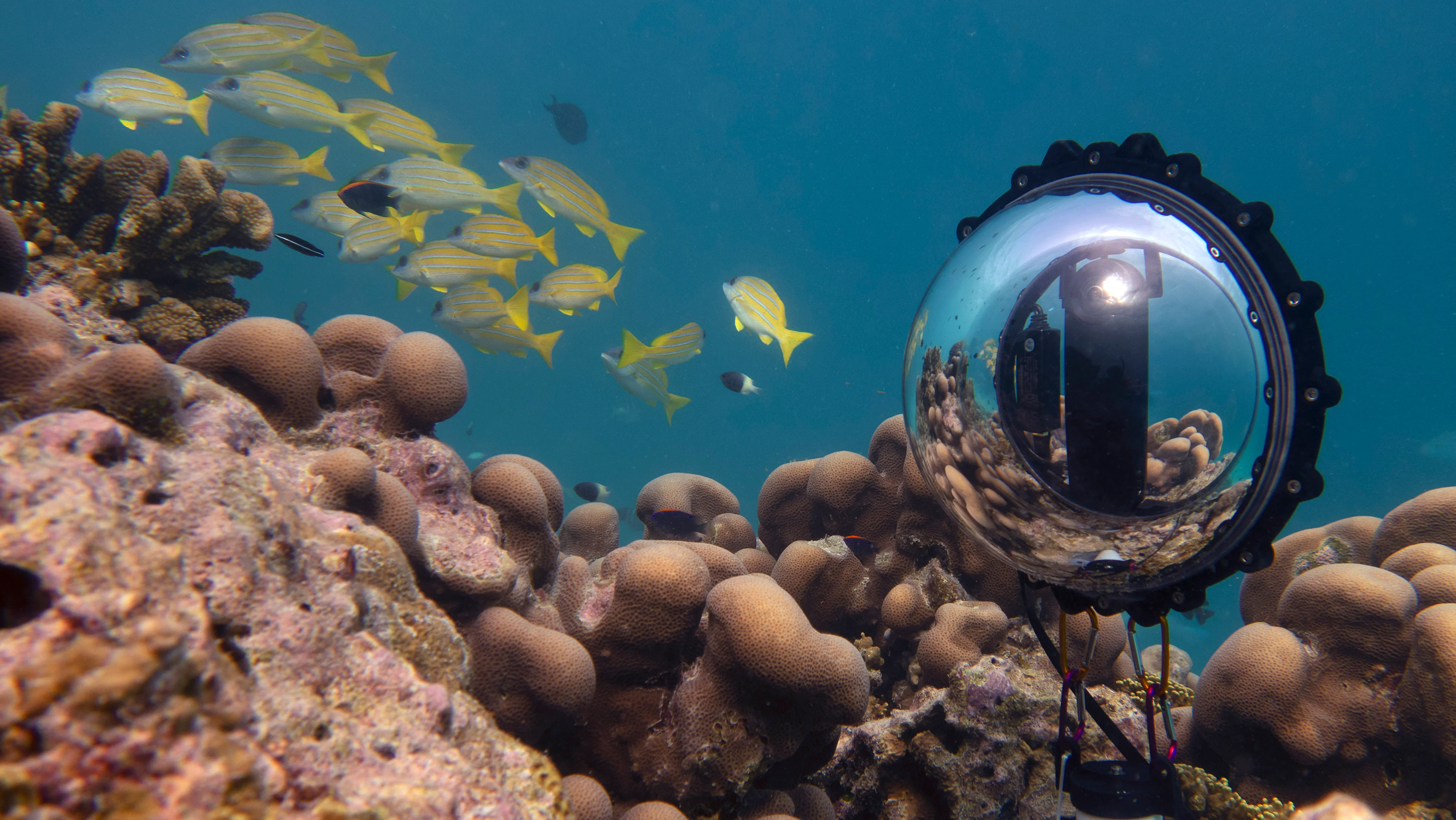 360bubble Live Streamer for Kandao Qoocam 8K Enterprise - Continuous Live Streaming, 30 Meter Depth Rating, Full 360 - No Nadir